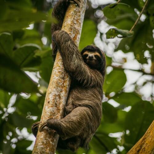 Luiaard, Suriname