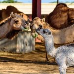 Onderzoeks en broekcentrum Bikaner