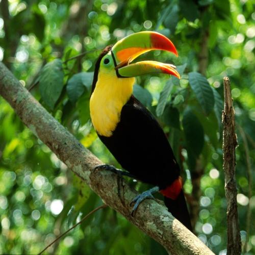 Manuel Antonio Nationaal Park