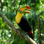 Manuel Antonio Nationaal Park