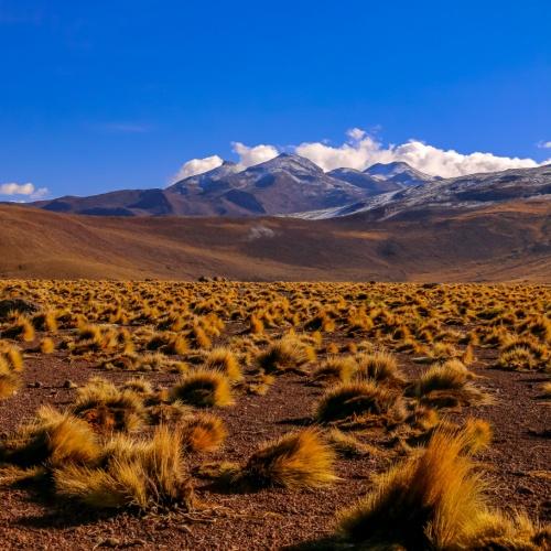 Paja brava landschap in San Pedro de Atacama