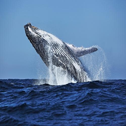 Bultrugwalvis voor de kust van Zuid-Afrika