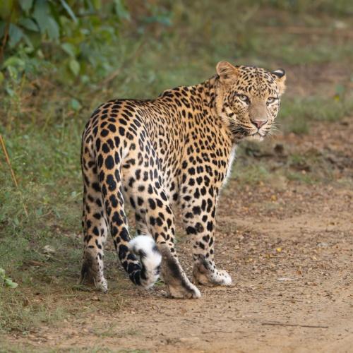 Luipaard in het Sariska Nationaal Park