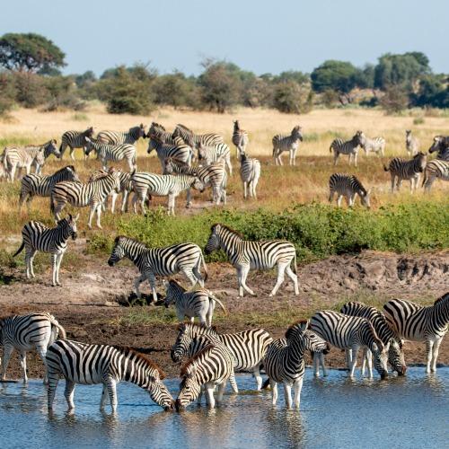 kuddes zebra's in Isalo Nationaal Park