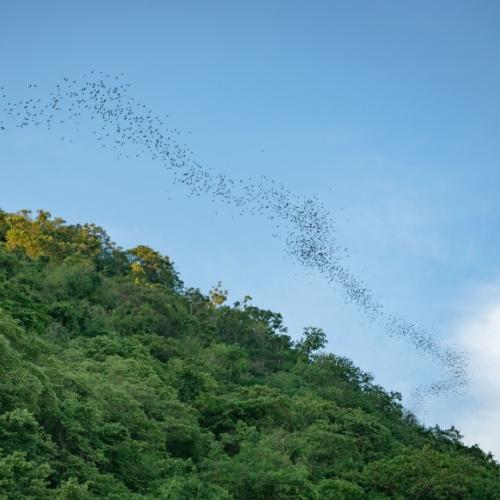 Vleermuizen stroom bij Bat Cave