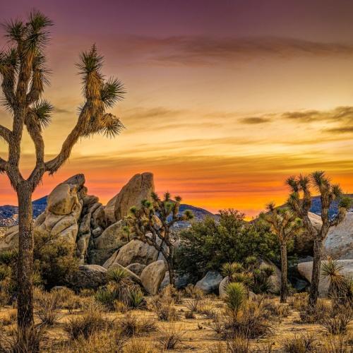 Joshua Tree in Joshua Tree National Park