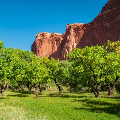 Groene boomgaarde in Capitol Reef National Park