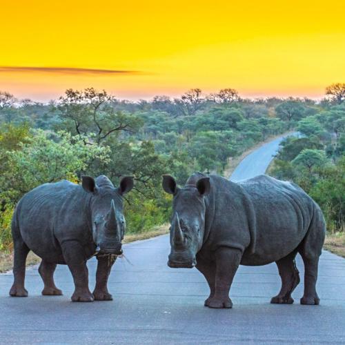 Neushoorns in het Kruger Nationaal Park