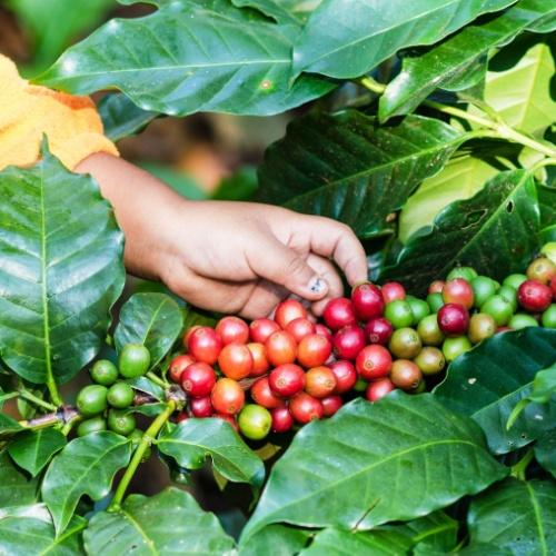 Bolaven Plateau koffie