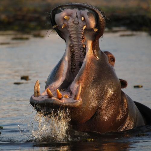 Nijlpaard in Okavango Delta