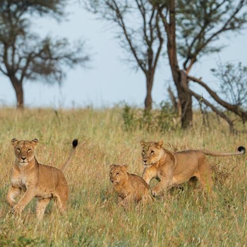 Leeuwinnen in Tarangire, Tanzania