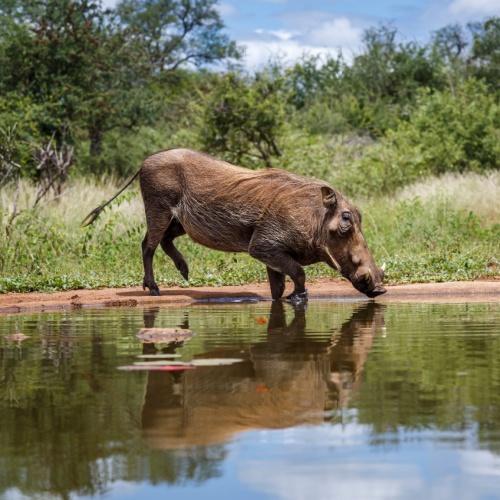 Wrattenzwijn, Kruger Nationaal Park (White River)