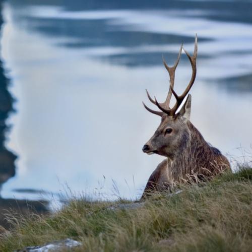 Ierland, edelhert