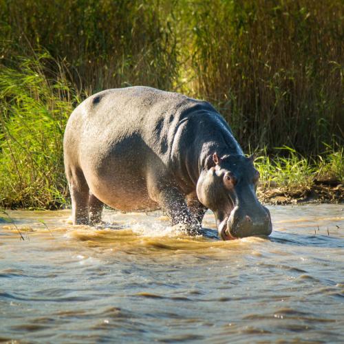 Nijlpaard in iSimangaliso Wetland Park
