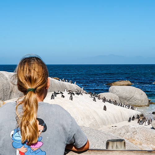 Pinguins op Boulders Beach