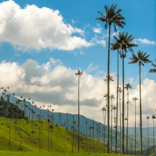 Cocora-vallei