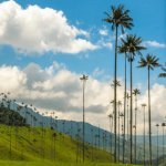 Cocora vallei