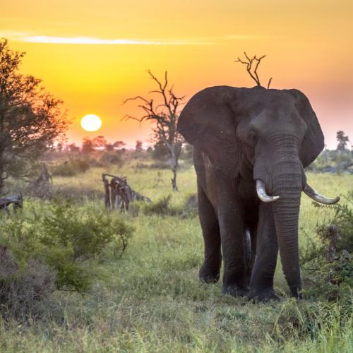 Kruger Nationaal Park