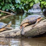 Tortuguero Nationaal Park