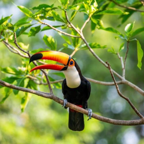 Een toekan in Foz do Iguaçu