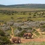 Addo Nationaal Park