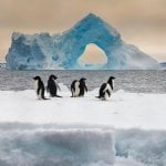 Antarctic Sound