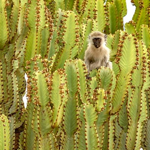 Aapje in Tarangire, Tanzania