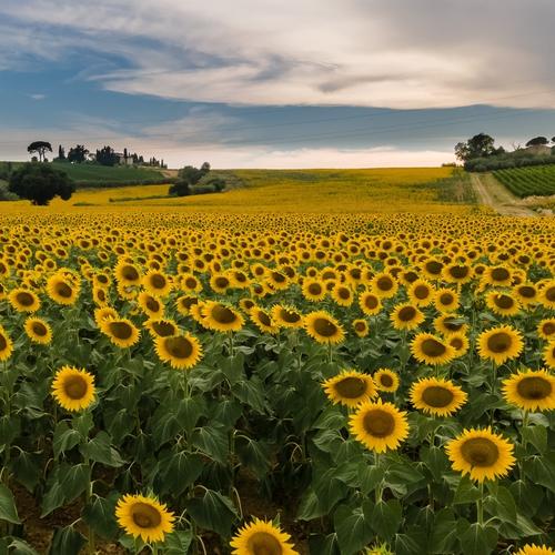 Zonnebloemenveld in Toscane