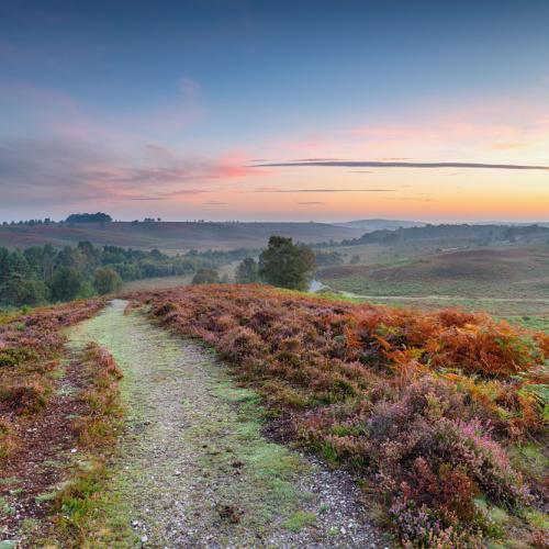 New Forest National Park