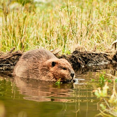 Patagonia, bever