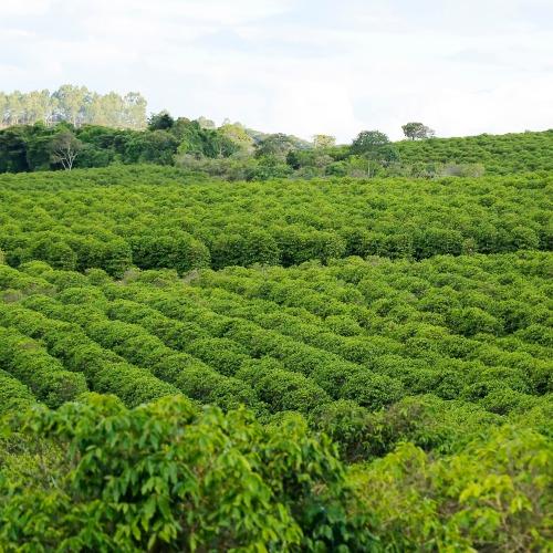 koffieplantages,