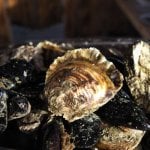 Mali Ston, oesters