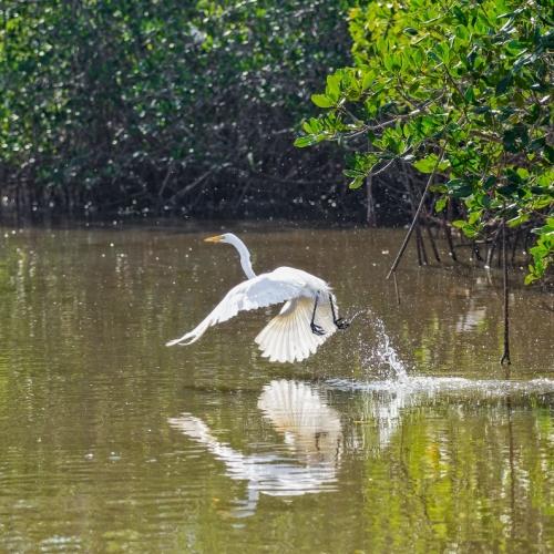 Grote zilverreiger bij Isla Ometepe