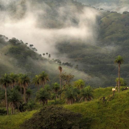 Monteverde Nevelwoud