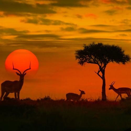 Sunset gamedrive Kruger Nationaal Park