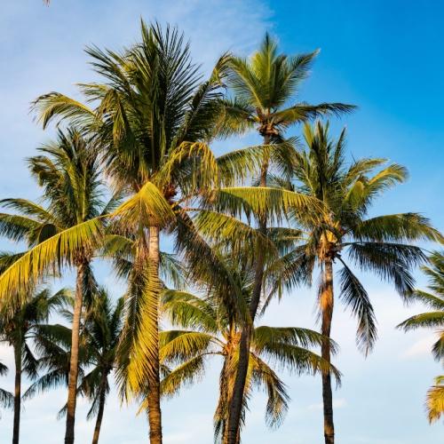 Miami, palmbomen