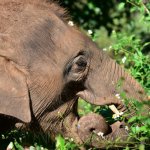 Rescue Park, olifant