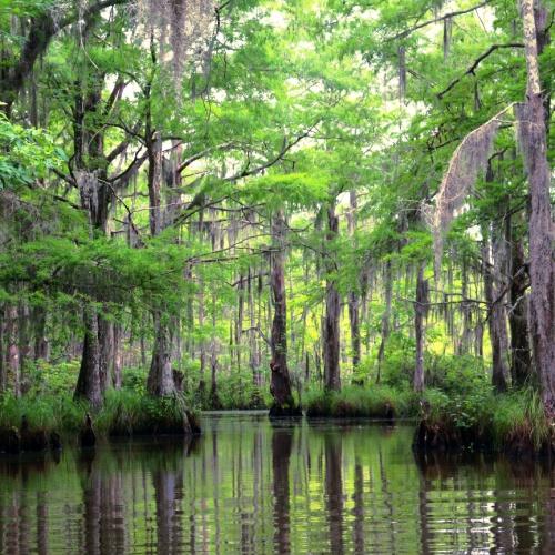 Louisiana Bayou