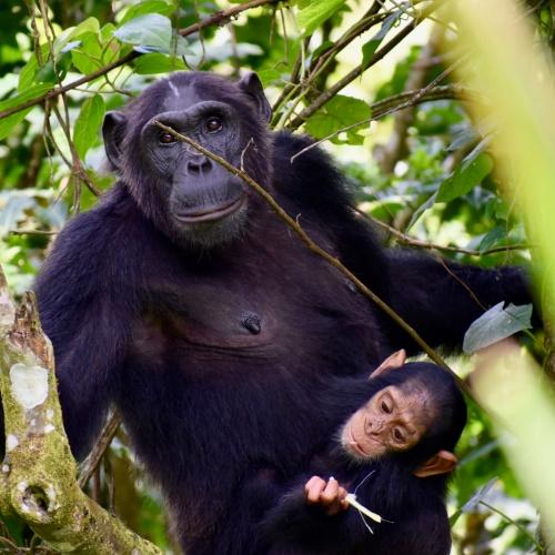 Chimpansee met baby