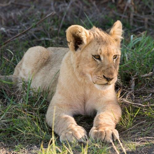 Jonge leeuw, Inkwenkwezi Private Reserve