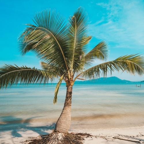 Koh Rong Sanloem, palmboom