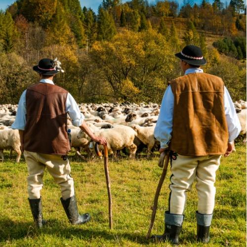 Polen, Poolse Hooglanders