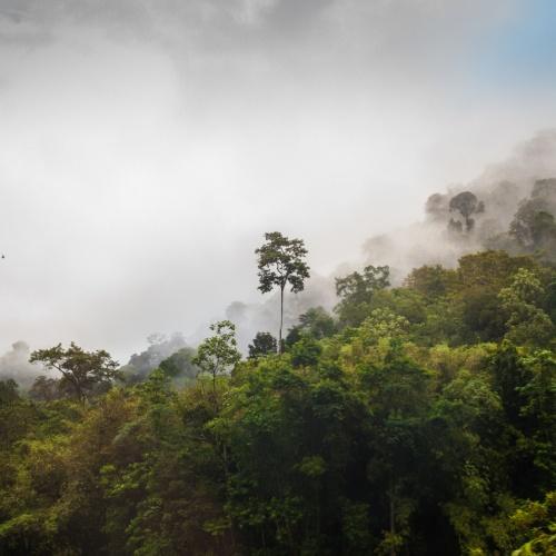 Taman Negara rainforest
