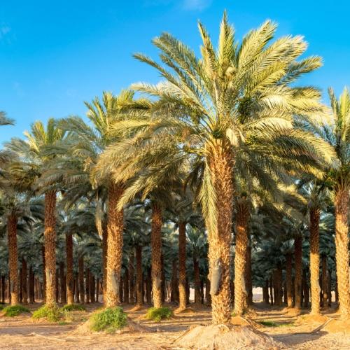 Oman, dadelplantage