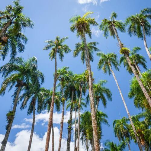 Palmbomen, Suriname