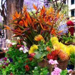 Madeira, bloemen