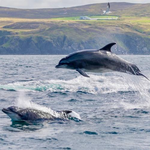 Malin Head, dolfijnen