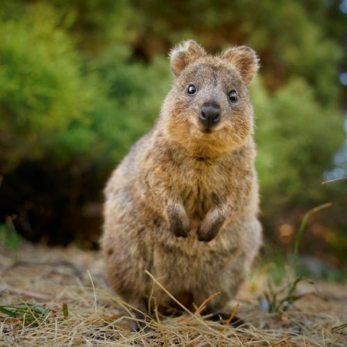 Quokka