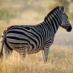 Zebra, Kruger Nationaal Park (Hazyview)