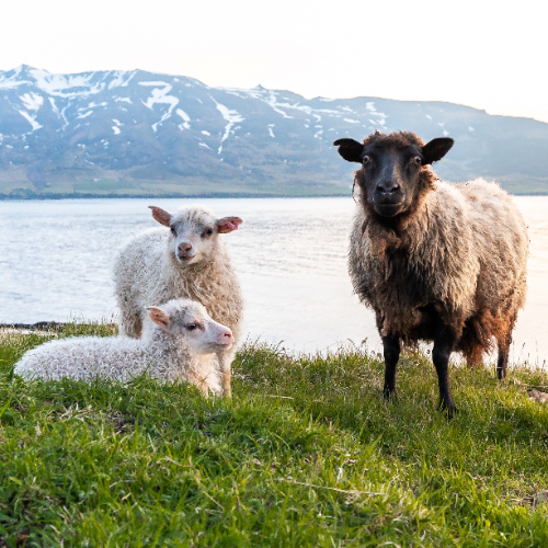 IJslandse schapen in het veld